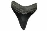 Fossil Megalodon Tooth - South Carolina #344634-1